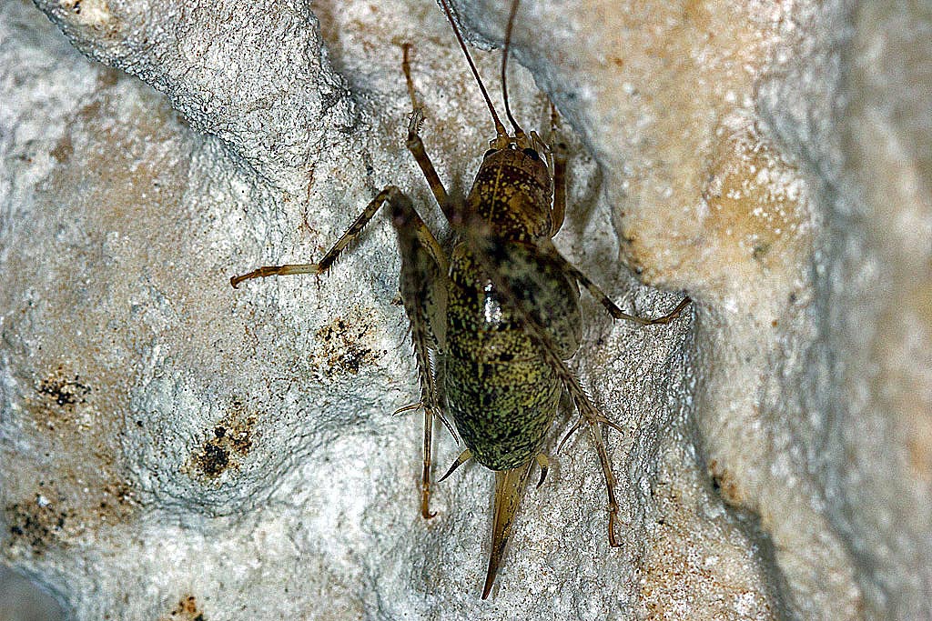 Richiesta di riconoscimento. - Troglophilus  sp.